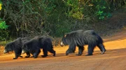 Sri Lankan bears at Yala